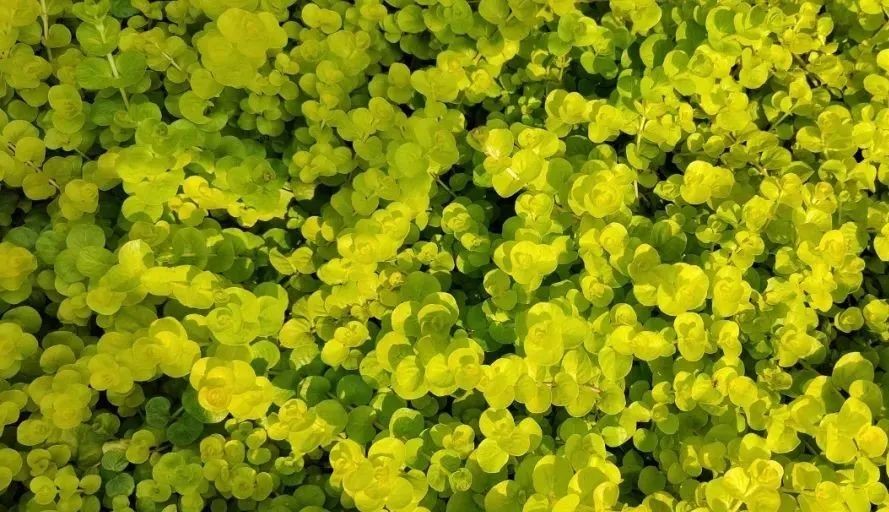 未來5年，農(nóng)業(yè)產(chǎn)業(yè)8大投資重點(diǎn)在哪里？